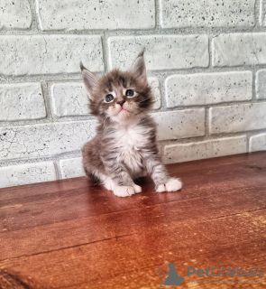 Photo №1. maine coon - for sale in the city of New Rochelle | 250$ | Announcement № 53137