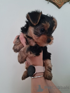 Photo №1. yorkshire terrier - for sale in the city of Калифорния Сити | 260$ | Announcement № 82234