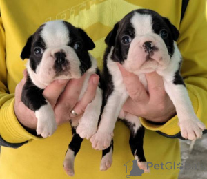 Photo №2 to announcement № 139927 for the sale of boston terrier - buy in Serbia 