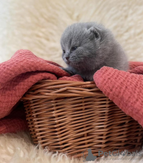 Photo №1. british shorthair - for sale in the city of New York | 180$ | Announcement № 104281