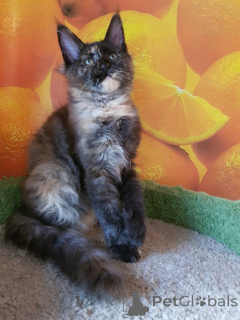 Photo №2 to announcement № 137763 for the sale of maine coon - buy in Germany from nursery