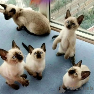 Photo №1. siamese cat - for sale in the city of Brannenburg | 329$ | Announcement № 147328