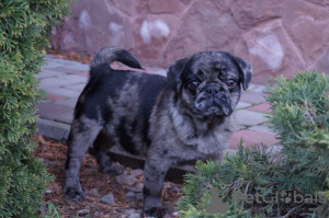 Photo №3. Pug is looking for a home!. Romania