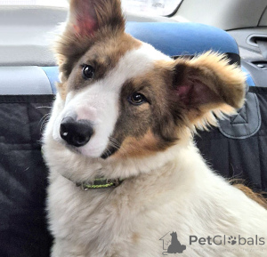 Photo №2 to announcement № 168696 for the sale of non-pedigree dogs - buy in Russian Federation private announcement