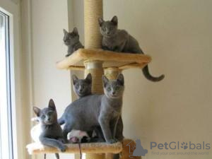 Photo №1. russian blue - for sale in the city of Helsinki | negotiated | Announcement № 88038