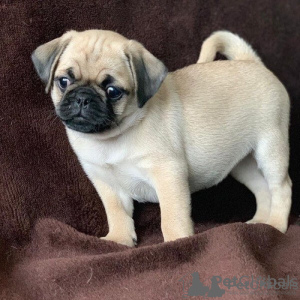 Photo №1. pug - for sale in the city of Hetta | negotiated | Announcement № 56445