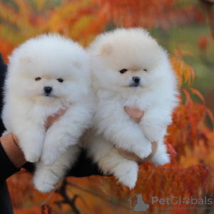 Photo №2 to announcement № 80861 for the sale of pomeranian - buy in Germany private announcement