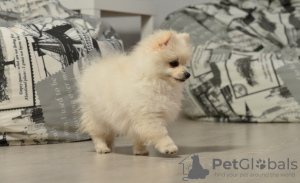 Photo №2 to announcement № 10484 for the sale of pomeranian - buy in Poland private announcement