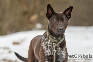 Photo №4. I will sell  in the city of Москва. private announcement - price - Is free