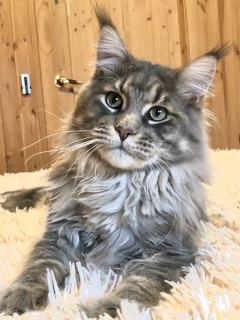 Photo №2 to announcement № 6064 for the sale of maine coon - buy in Russian Federation private announcement