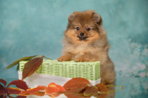 Photo №2 to announcement № 4060 for the sale of german spitz - buy in Russian Federation breeder