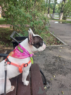 Photo №2 to announcement № 151725 for the sale of french bulldog - buy in United Kingdom private announcement