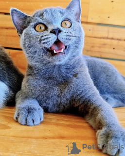 Photo №2 to announcement № 103832 for the sale of british shorthair - buy in Germany private announcement