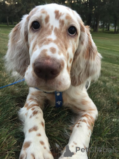Photo №1. english setter - for sale in the city of Aizlingen | 465$ | Announcement № 156808