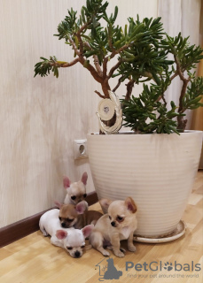 Photo №4. I will sell chihuahua in the city of New York. private announcement, from nursery - price - 500$