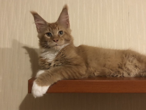 Photo №1. maine coon - for sale in the city of Izhevsk | 390$ | Announcement № 3763