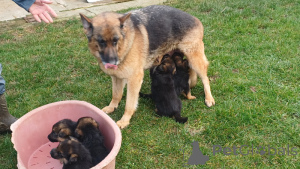 Photo №3. German Shepherd type puppy available from. Belgium
