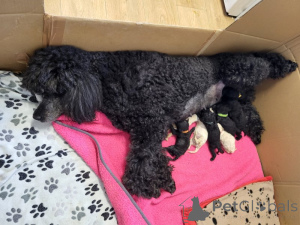 Photo №1. poodle (toy) - for sale in the city of Alabama | Is free | Announcement № 170271
