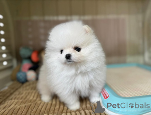 Photo №4. I will sell pomeranian in the city of Amberg. private announcement - price - 5$
