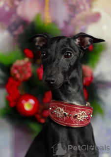 Photo №4. I will sell italian greyhound in the city of Volgograd. from nursery, breeder - price - 690$