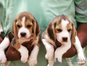 Photo №1. beagle - for sale in the city of Helsinki | negotiated | Announcement № 99703