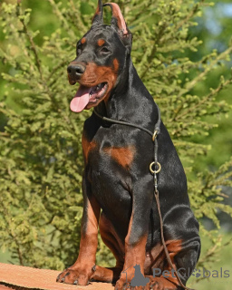 Photo №4. I will sell dobermann in the city of Hannover. private announcement - price - 950$