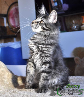 Photo №2 to announcement № 9436 for the sale of maine coon - buy in Russian Federation private announcement, from nursery, breeder