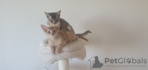 Photo №2 to announcement № 50725 for the sale of somali cat - buy in Slovakia from nursery