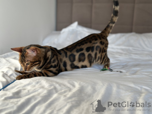 Additional photos: Gorgeous Bengal boy for breeding