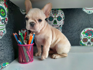 Photo №2 to announcement № 5474 for the sale of french bulldog - buy in Belarus private announcement