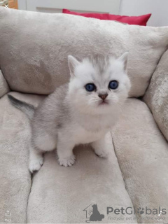 Photo №2 to announcement № 37168 for the sale of british shorthair - buy in United States private announcement