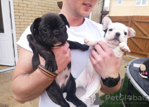 Photo №1. french bulldog - for sale in the city of Rome | 260$ | Announcement № 21143