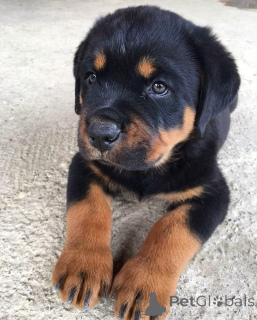 Photo №2 to announcement № 173652 for the sale of rottweiler - buy in Germany breeder
