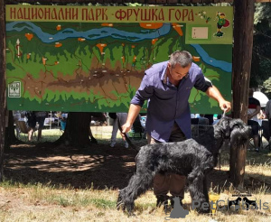 Photo №4. I will sell giant schnauzer in the city of Belgrade.  - price - negotiated