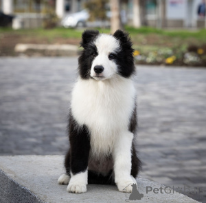 Photo №3. Border Collie Puppies. Serbia