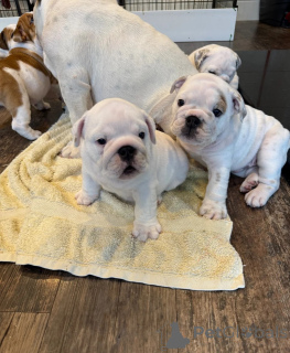Photo №1. non-pedigree dogs - for sale in the city of Lorenzweiler | negotiated | Announcement № 173475