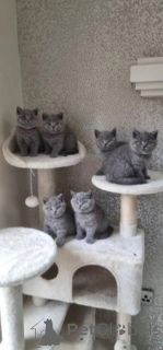 Photo №1. british shorthair - for sale in the city of Champéry | negotiated | Announcement № 168510
