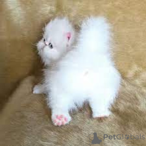 Photo №1. persian cat - for sale in the city of Antwerp | 516$ | Announcement № 162350