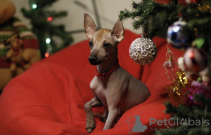 Photo №4. I will sell mexican hairless dog in the city of Kirov. breeder - price - 473$