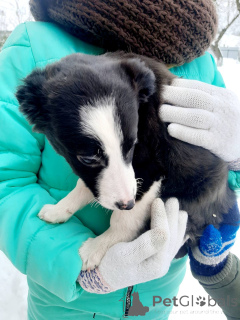 Photo №1. non-pedigree dogs - for sale in the city of Minsk | Is free | Announcement № 165470