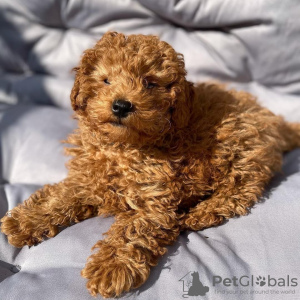 Photo №2 to announcement № 78366 for the sale of poodle (toy) - buy in United Kingdom 