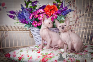 Photo №1. sphynx cat - for sale in the city of Helsinki | negotiated | Announcement № 89045