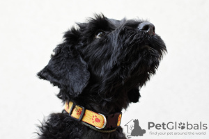 Photo №2 to announcement № 68219 for the sale of black russian terrier - buy in Poland breeder