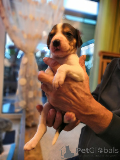 Photo №2 to announcement № 166243 for the sale of russian hound - buy in Germany breeder