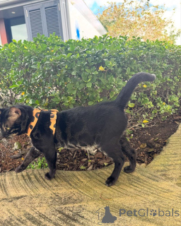 Photo №2 to announcement № 152723 for the sale of bengal cat - buy in Switzerland private announcement