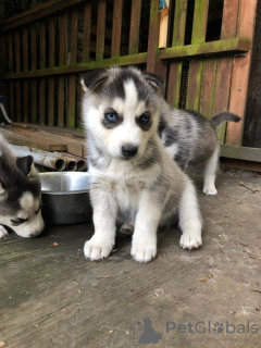 Photo №2 to announcement № 114607 for the sale of siberian husky - buy in Germany private announcement