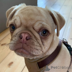 Photo №2 to announcement № 136831 for the sale of  - buy in Switzerland breeder