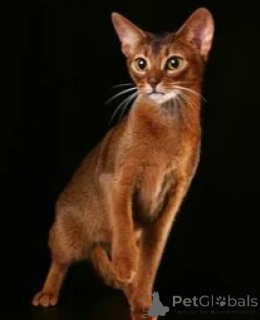 Photo №3. Abyssinian kittens. Russian Federation