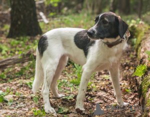 Additional photos: Doggy Cherry in good hands