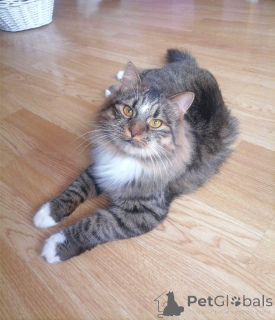 Photo №3. Charismatic Tiger. Belarus